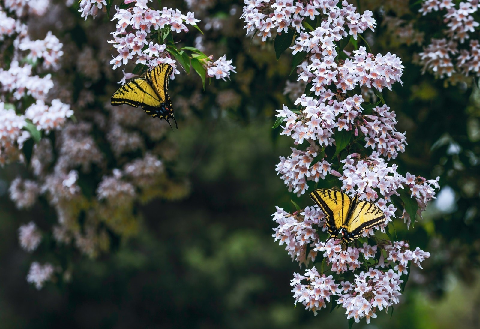 yellow and black butterfly on pink flower during daytime